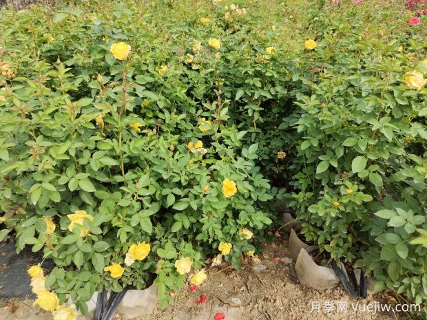 美植袋月季，大花豐花大缽月季苗(圖2)