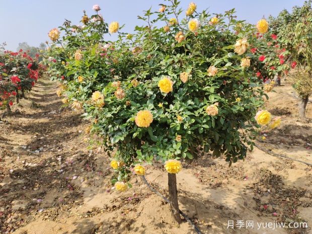 歐月樹狀月季基地批發(fā)，不一樣的月季樹(圖1)
