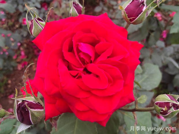亞力克紅月季，香味濃郁花大花美(圖1)