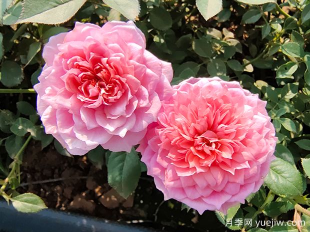 讓月季花連續(xù)開(kāi)花的辦法有哪些？(圖1)
