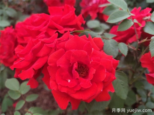 如何選擇適合自己的豐花月季品種？(圖1)