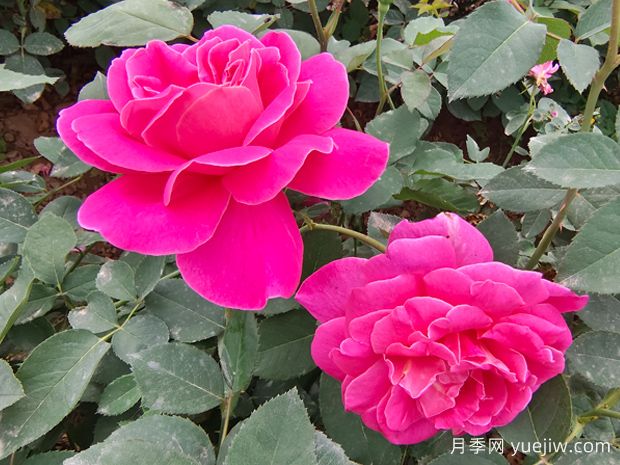 月季花的第二波花，如何讓花長得更好？(圖1)