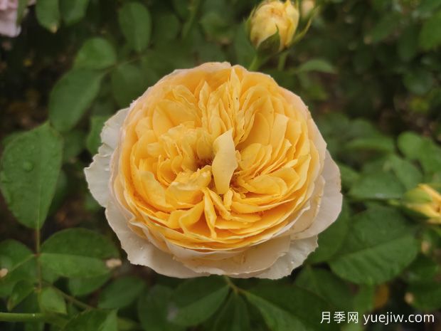 推薦一些適合做切花的品種月季？(圖1)