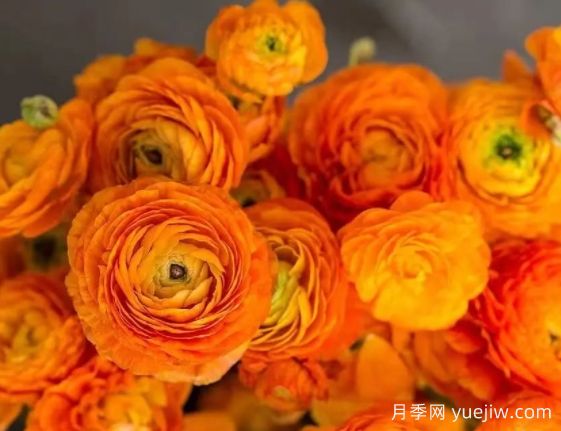欲與牡丹爭(zhēng)艷的花毛茛“洋牡丹”，超高顏值(圖1)