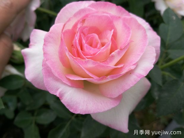 百種花語(yǔ)大全，傾聽(tīng)花卉的語(yǔ)言(圖1)