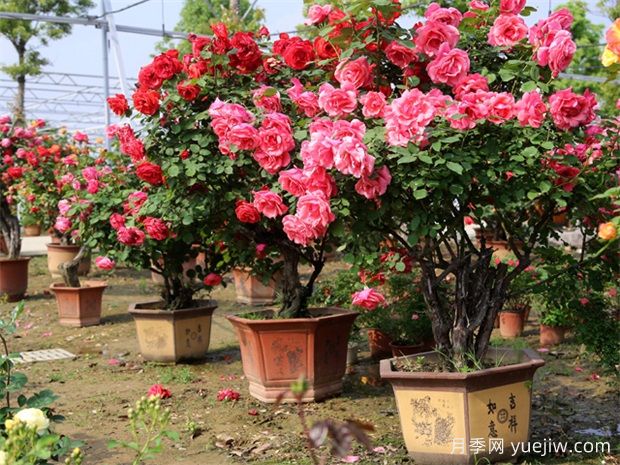 好看且花量大的樹(shù)狀月季，開(kāi)花很美，別墅庭院種植上(圖2)