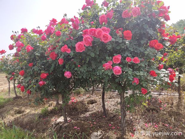 好看且花量大的樹(shù)狀月季，開(kāi)花很美，別墅庭院種植上(圖1)