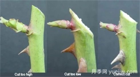 全面月季修剪教程：修剪時間、修剪程度及各類月季修剪方法(圖3)