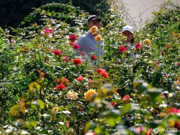 南寧花卉公園3萬株月季入盛花期，市民聞香而來(圖1)