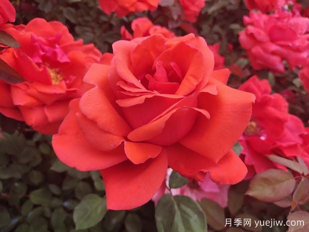 南寧花卉公園3萬株月季入盛花期，市民聞香而來(圖2)