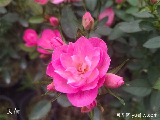南寧花卉公園3萬株月季入盛花期，市民聞香而來(圖3)