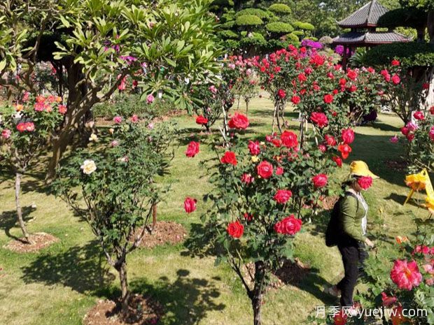 南寧南湖公園新年花季開(kāi)展，2萬(wàn)株月季盛放香飄滿園(圖2)