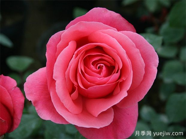 月季網(wǎng)：綠化工程必看，月季的八大類型品種和應(yīng)用(圖1)