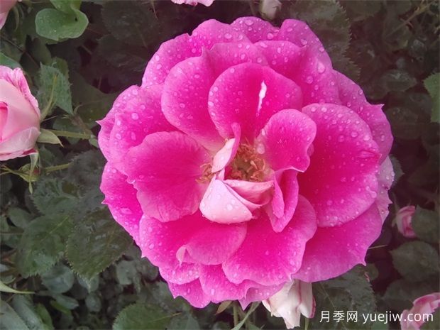 月季網(wǎng)：綠化工程必看，月季的八大類型品種和應(yīng)用(圖2)