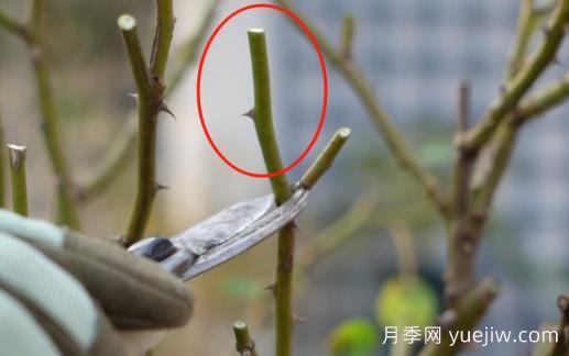 冬季修剪全掌握之灌木月季怎么剪？(圖2)