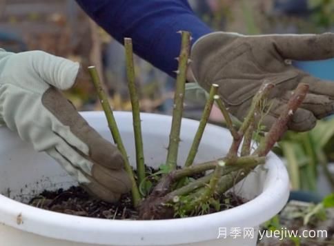 冬季修剪全掌握之灌木月季怎么剪？(圖3)