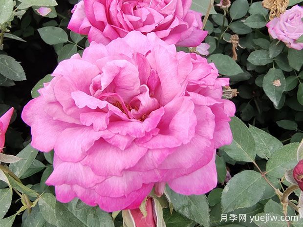 25個(gè)藍(lán)紫色月季品種大合集，天然藍(lán)紫美到心里(圖3)