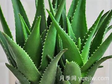 ?；⑻m蘆薈的養(yǎng)殖方法和注意事項(圖1)
