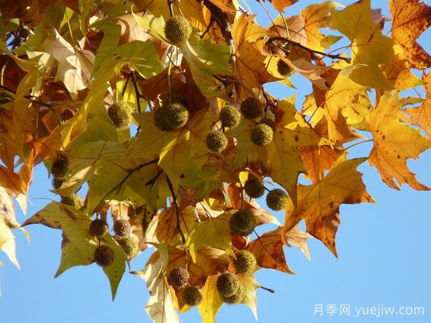 ?世界十大行道樹種類，法桐櫸樹榆樹七葉樹在列(圖1)