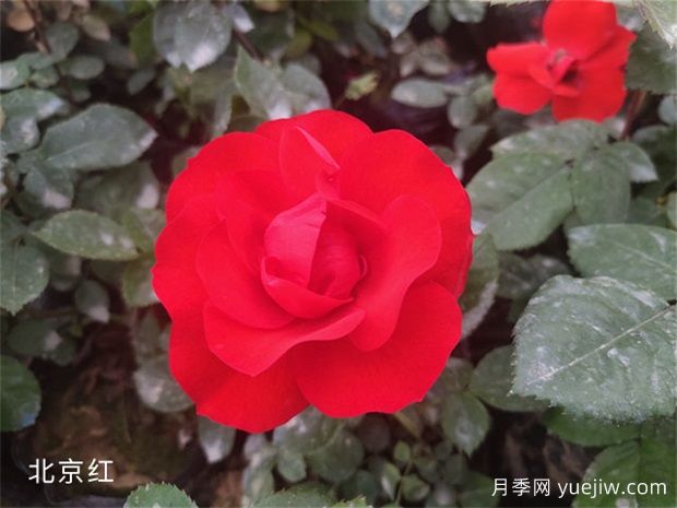 中國(guó)月季的魅力，看南陽(yáng)月季的種類(圖2)