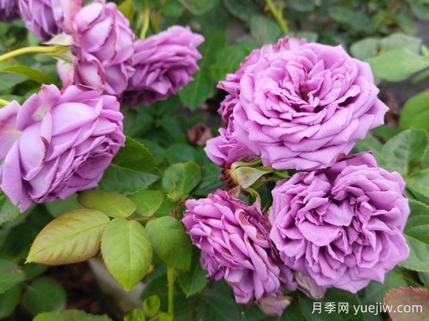 花店的玫瑰是切花月季，如何認(rèn)清月季與玫瑰、薔薇的區(qū)別(圖1)