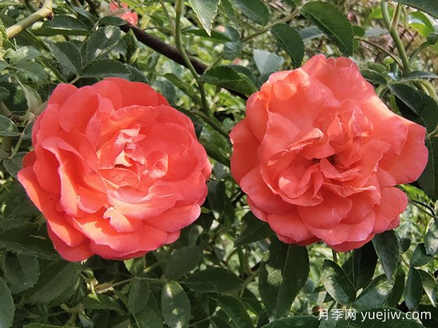 山木香和野薔薇的辨識(shí)區(qū)別(圖2)