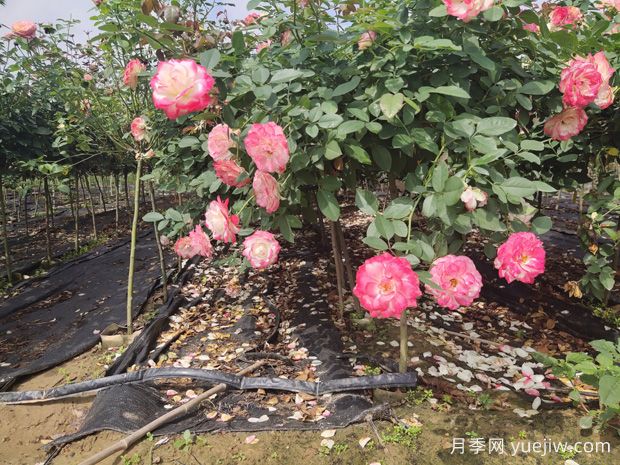 庭院首選棒棒糖樹狀月季，氣質(zhì)花卉，典雅大方(圖1)
