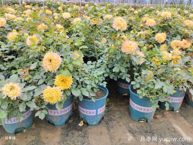 月季花標(biāo)準(zhǔn)加侖盆的尺寸是多少？(圖1)