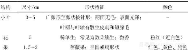 月季花的栽培與養(yǎng)護技術(shù)研究(圖2)