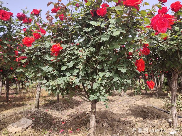 月季花的栽培與養(yǎng)護技術(shù)研究(圖4)