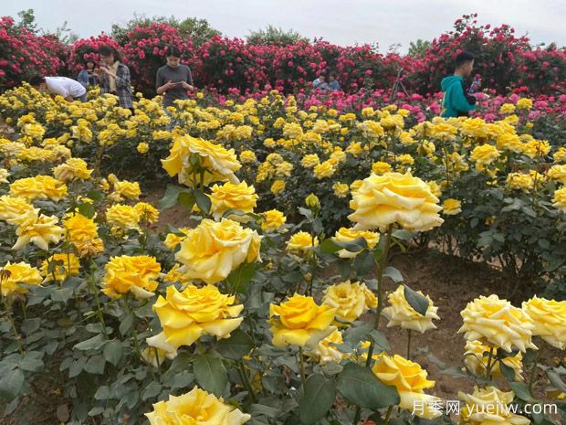 月季花的栽培與養(yǎng)護技術(shù)研究(圖3)