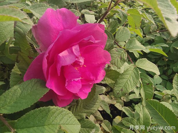 月季、玫瑰、薔薇，到底有什么區(qū)別？(圖2)