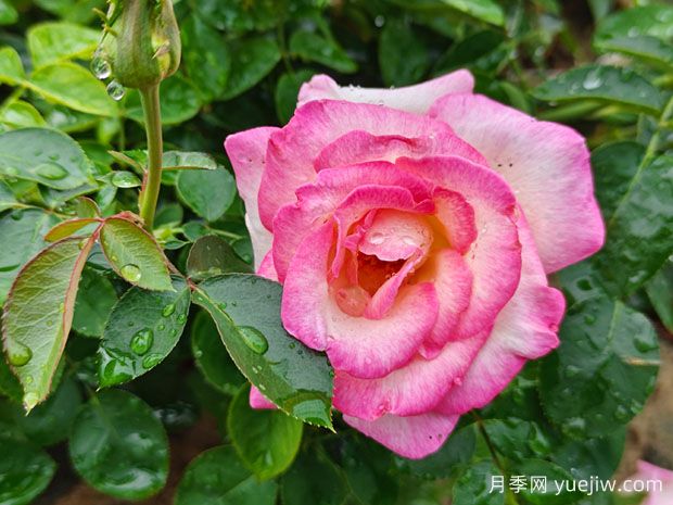 月季、玫瑰、薔薇，到底有什么區(qū)別？(圖1)