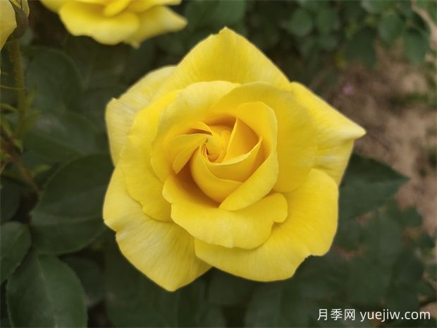 花友推薦的十大***好看月季品種，美不勝收(圖2)