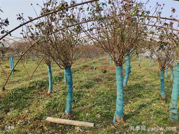 8-12公分高桿樹樁月季基地供應(yīng)出售，園林別墅大景觀(圖2)