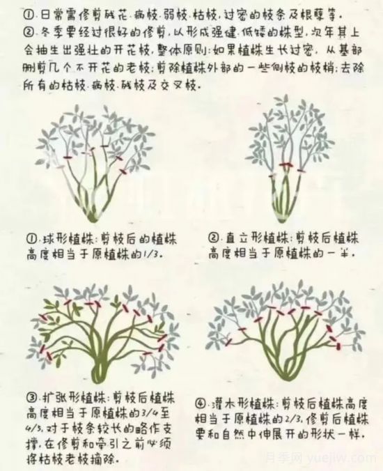 又快到春天月季修剪時(shí)，詳細(xì)圖解教你學(xué)會(huì)要領(lǐng)(圖1)