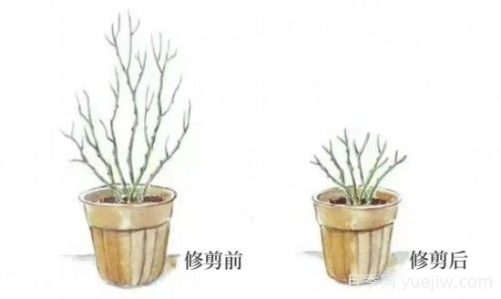 又快到春天月季修剪時(shí)，詳細(xì)圖解教你學(xué)會(huì)要領(lǐng)(圖2)