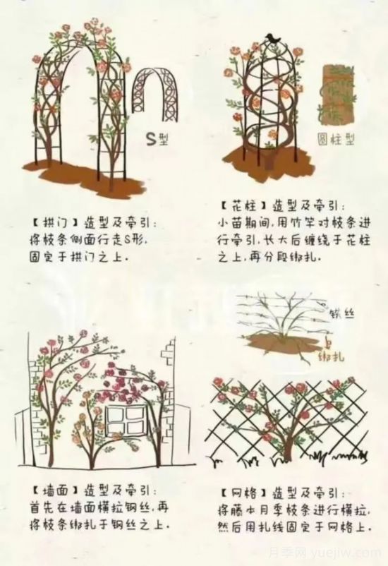又快到春天月季修剪時(shí)，詳細(xì)圖解教你學(xué)會(huì)要領(lǐng)(圖3)