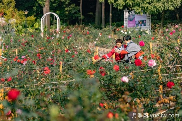 冬日爛漫花海惹人醉，廣州云臺花園1.2萬棵月季花盛放(圖1)