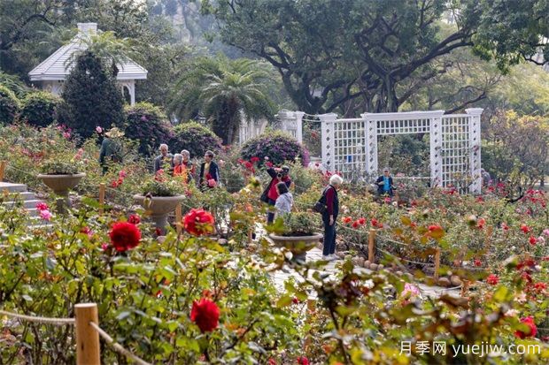 冬日爛漫花海惹人醉，廣州云臺花園1.2萬棵月季花盛放(圖2)