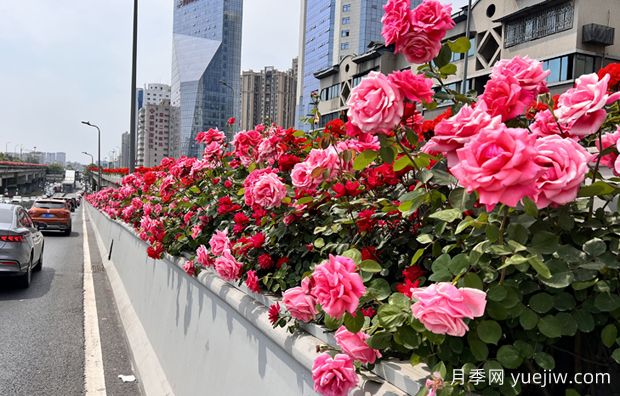 成都二環(huán)高架橋月季下橋過冬，四月相會(圖1)