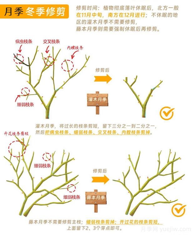 月季冬剪全攻略！各地區(qū)月季修剪時(shí)間和方法，全總結(jié)(圖1)
