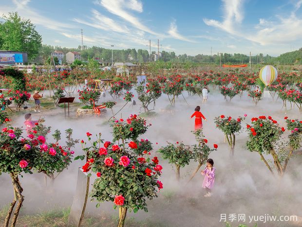 襄陽月季應(yīng)用和景觀圖集(圖3)