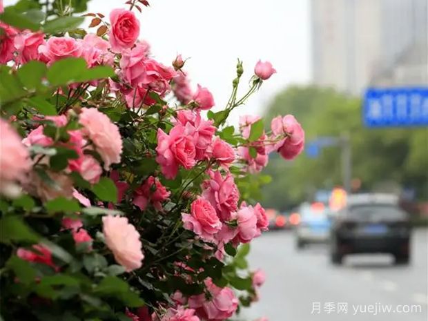 婁底月季應用和景觀圖集(圖1)