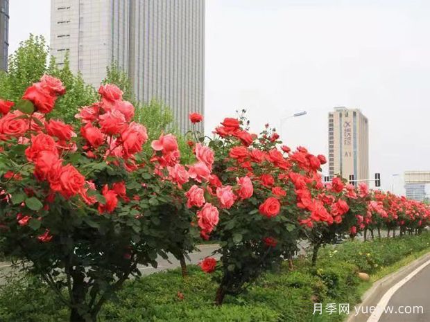 精心修剪，合肥高新區(qū)打造靚麗月季風(fēng)景線(圖1)