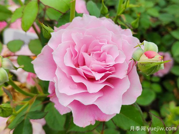 如何養(yǎng)好月季花？月季栽培管理技術(shù)要點(diǎn)(圖1)