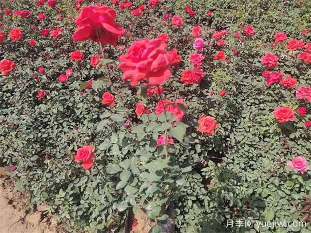 月季只長葉子不開花？應(yīng)該怎么辦(圖1)