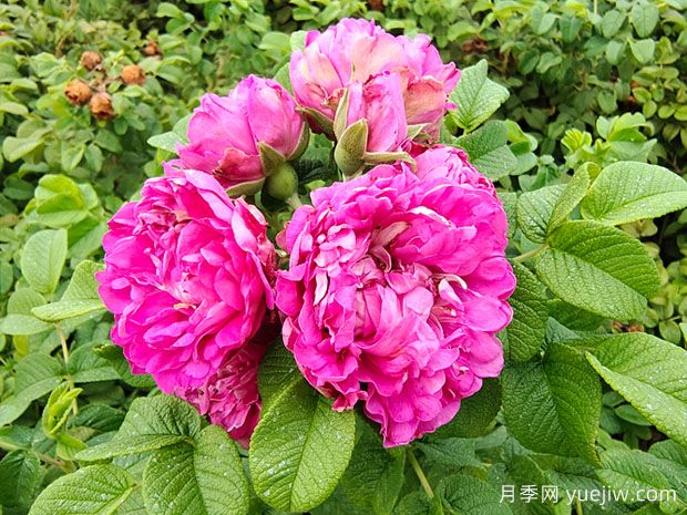 紫枝玫瑰，一年多次開花的綠化玫瑰(圖1)