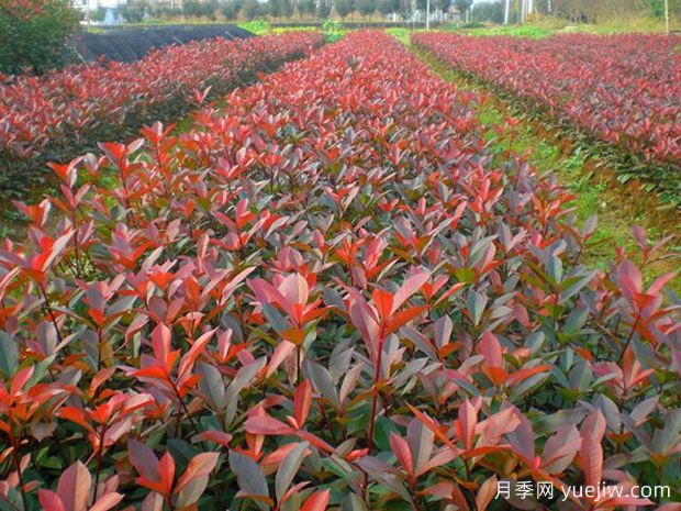 紅葉石楠種植密度應(yīng)該是多少株？(圖1)