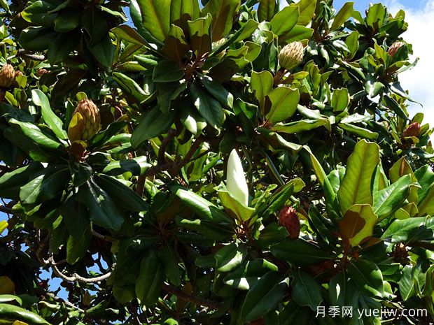 廣玉蘭什么時候開花？花語和種植技巧是什么？(圖1)